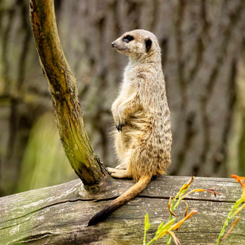 Das Erdmännchen 07/2025