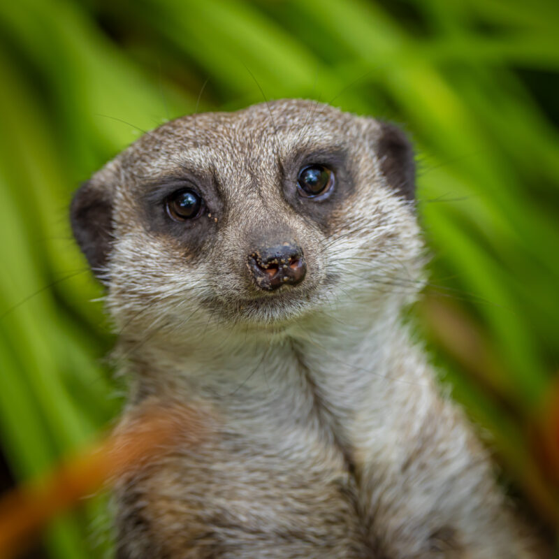 Das Erdmännchen 07/2025