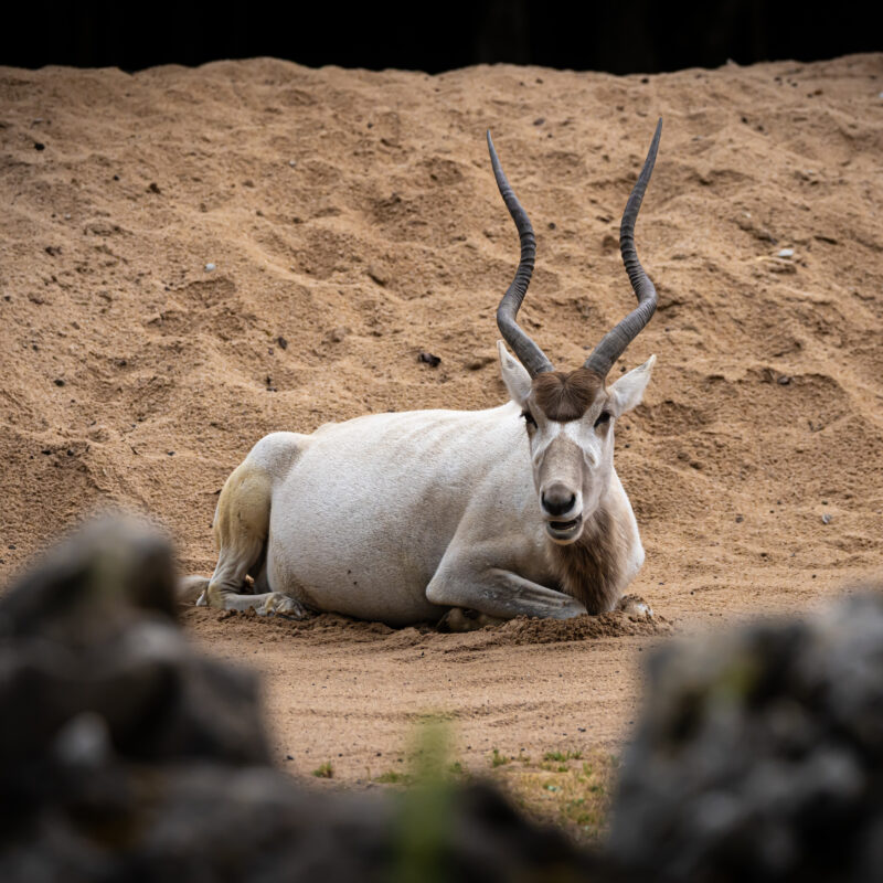 Die Mendesantilope, 07/2025