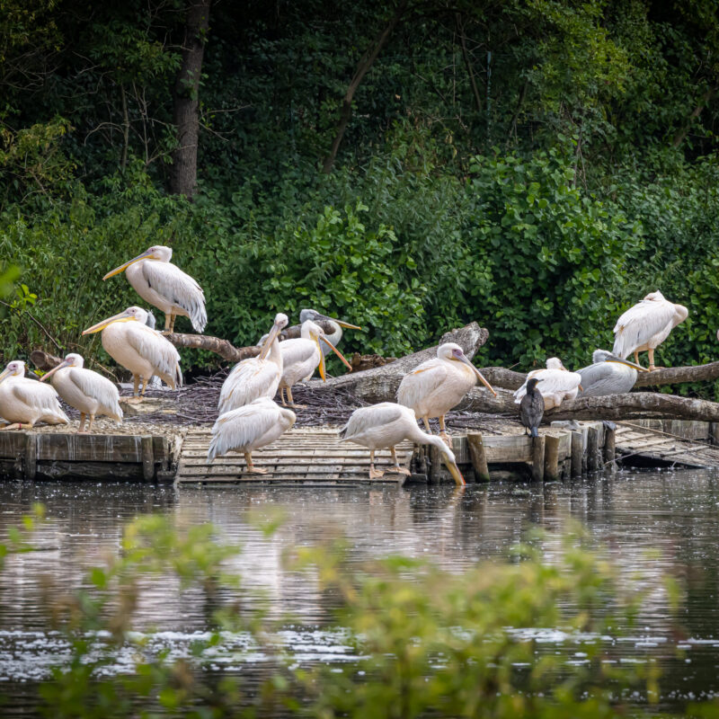 Pelican-Island, 07/2025